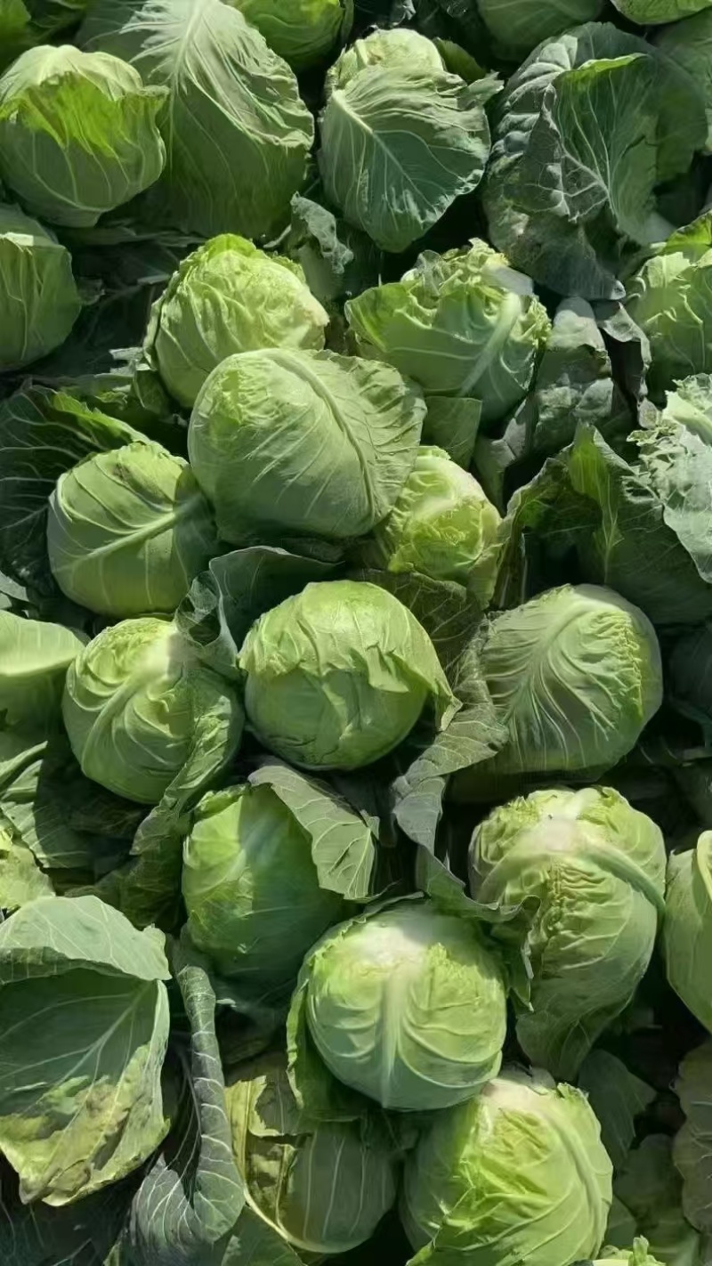 甘蓝圆包菜湖北甘蓝产地一手货源保质保量可视频看