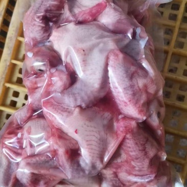 鸽子，二级