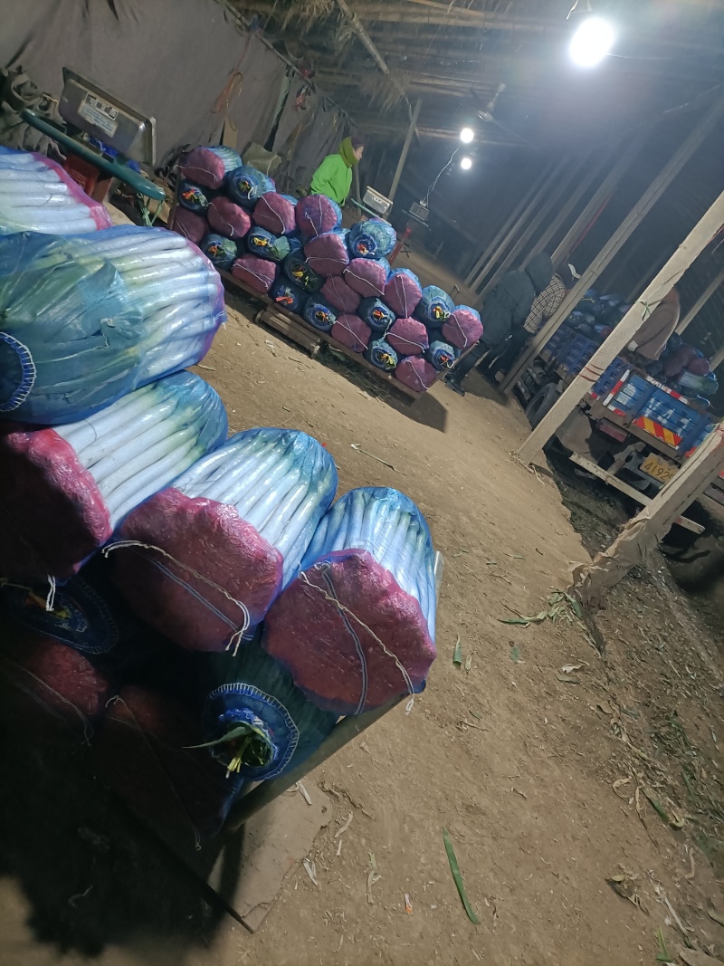 精品大葱质量保证量大从优对接全国产地发货欢迎咨询