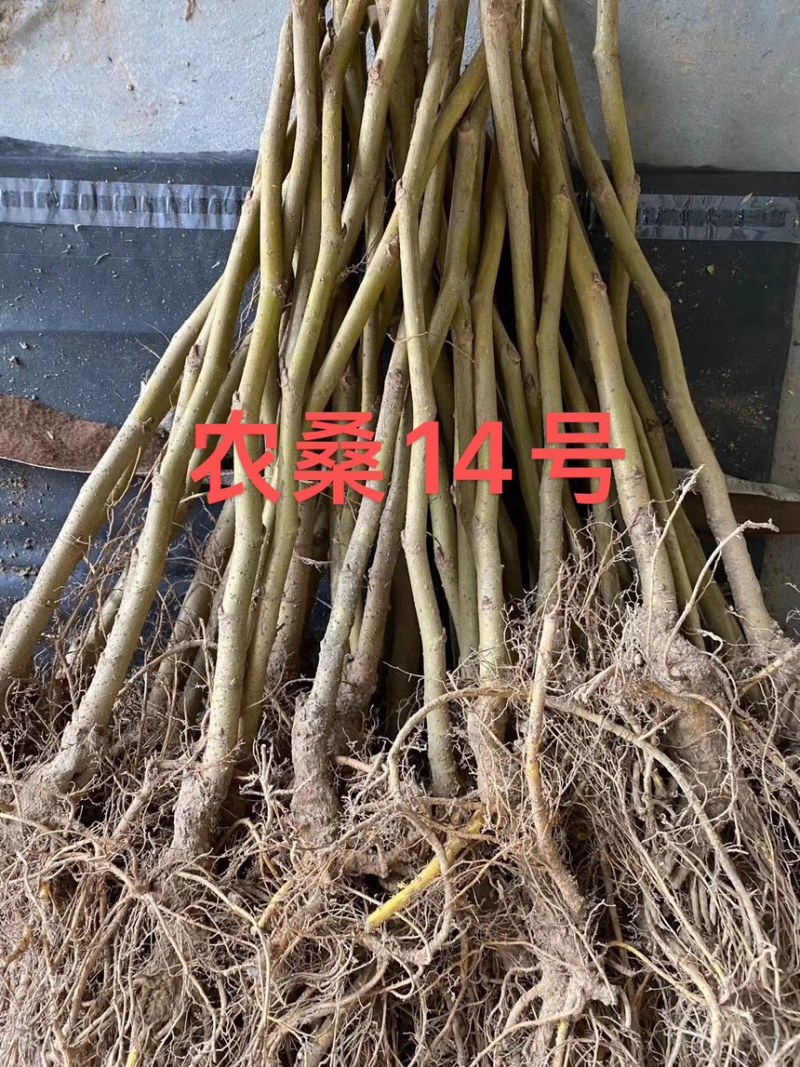桑树，大叶嫁接养蚕桑树苗，农桑14，强桑1号，711