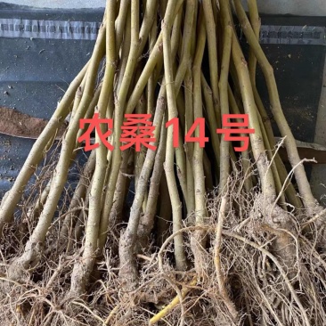 桑树，大叶嫁接养蚕桑树苗，农桑14，强桑1号，711