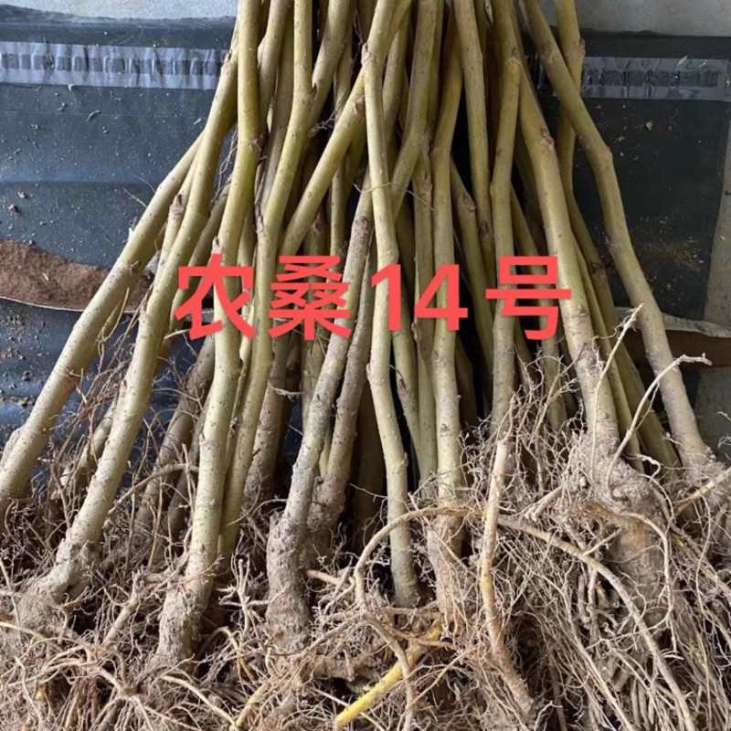 桑树，大叶嫁接养蚕桑树苗，农桑14，强桑1号，711