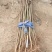 花椒苗0.5~1年基地直销当天起苗当天发货