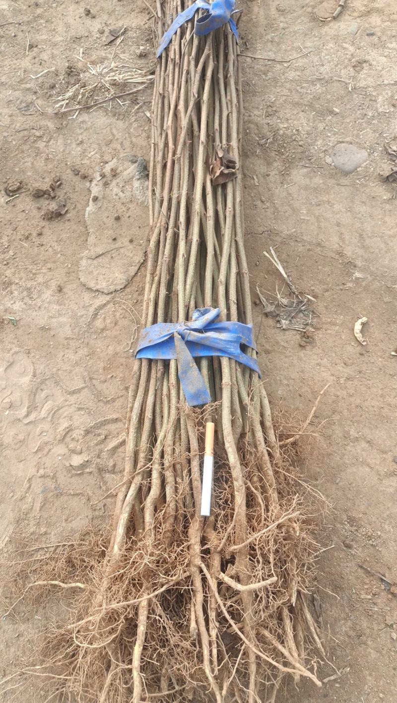 花椒苗0.5~1年基地直销当天起苗当天发货
