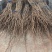 花椒苗0.5~1年基地直销当天起苗当天发货