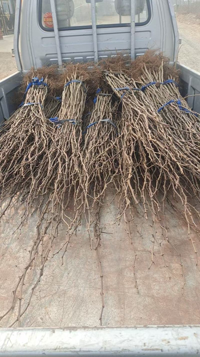 花椒苗0.5~1年基地直销当天起苗当天发货