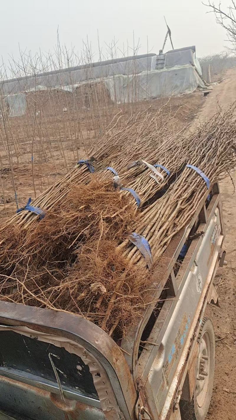 花椒苗0.5~1年基地直销当天起苗当天发货