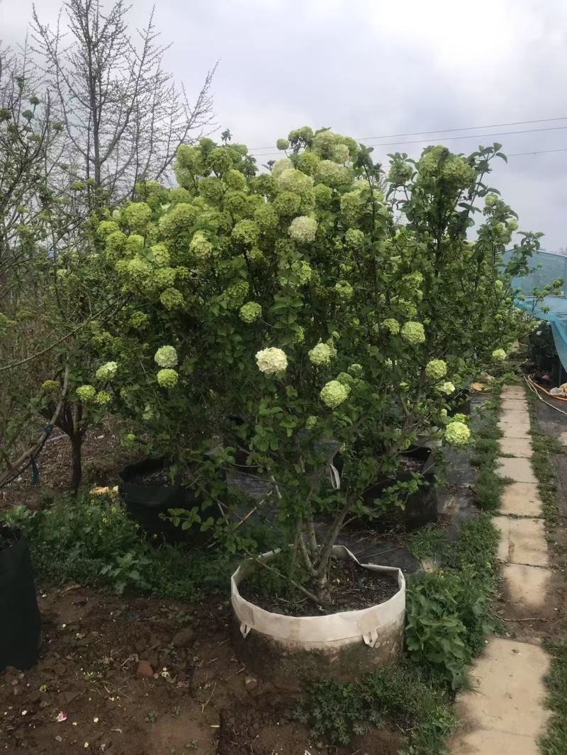 中华木绣球