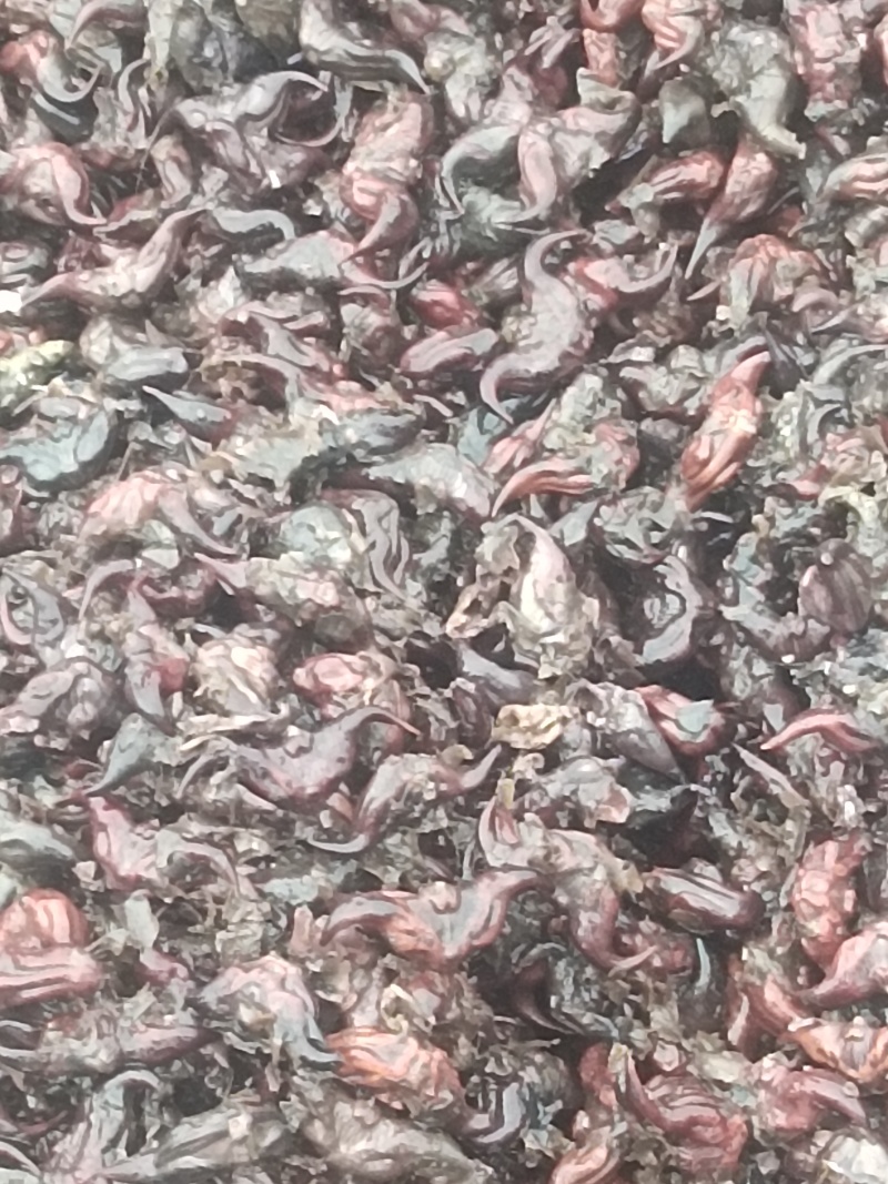 青牛角菱种子接近尾声，需要的抓紧。
