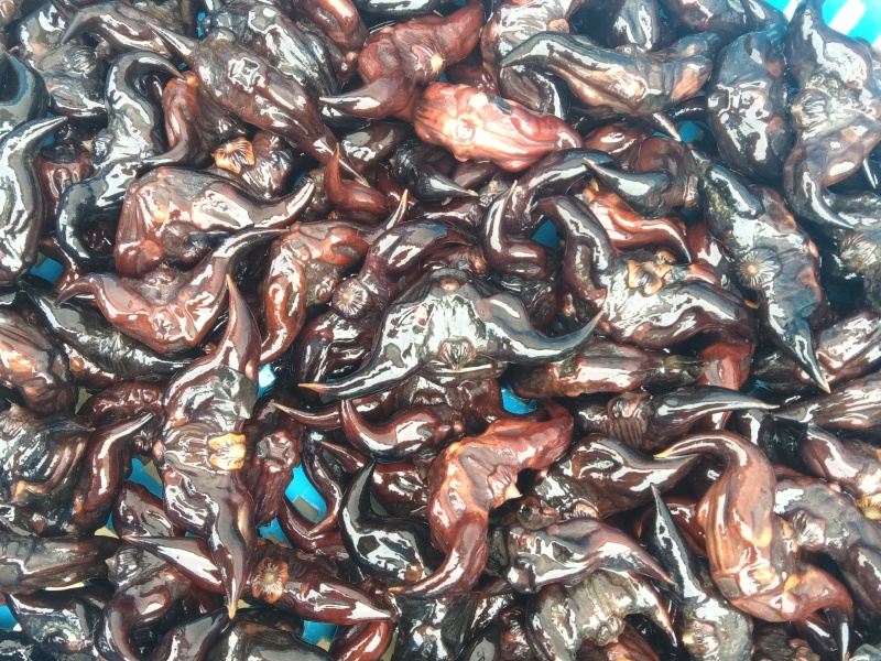 青牛角菱种子接近尾声，需要的抓紧。