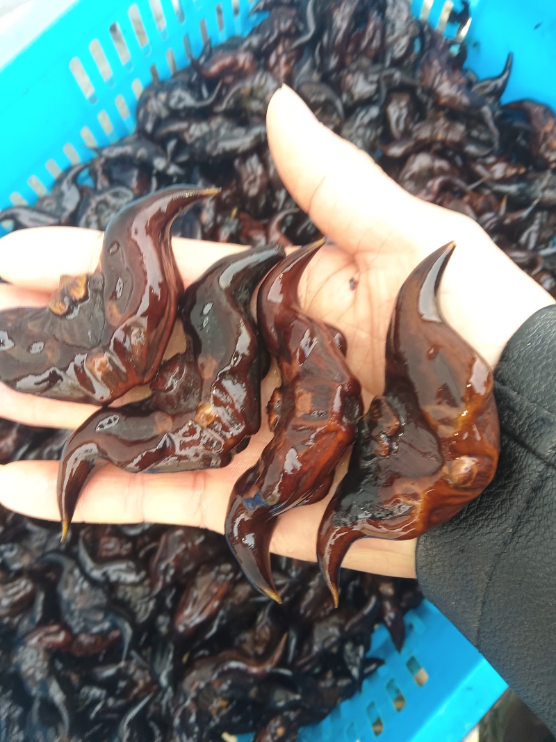 青牛角菱种子接近尾声，需要的抓紧。