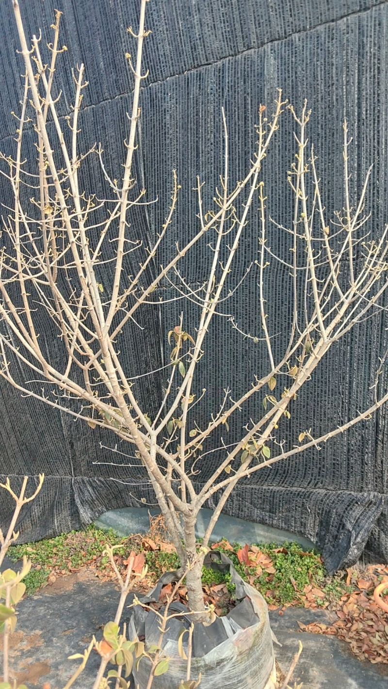 中华木绣球