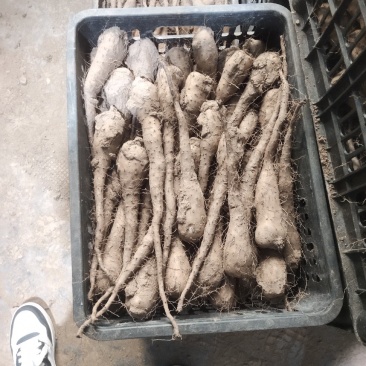 白玉山药豆苗