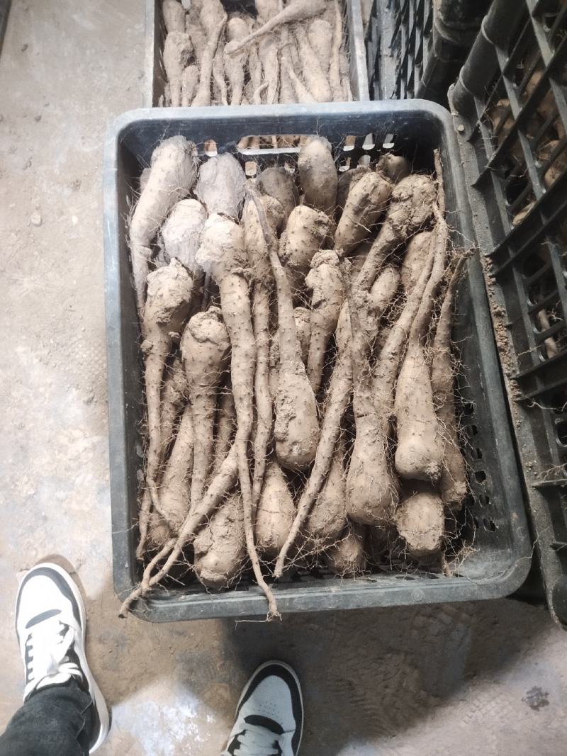 白玉山药豆苗