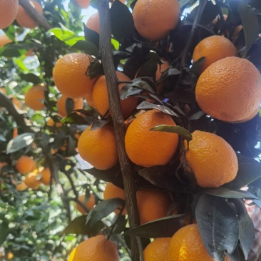 小丑橘