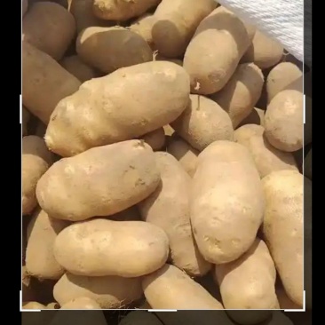 麦肯土豆基地直供药残合格干物质淀粉含量高