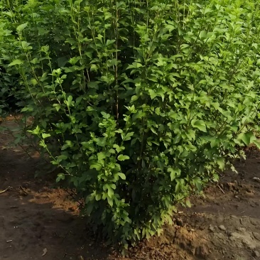 丛生木槿紫荆连翘球