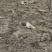 0.8cm-1.5cm山桃