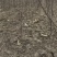 0.8cm-1.5cm山桃