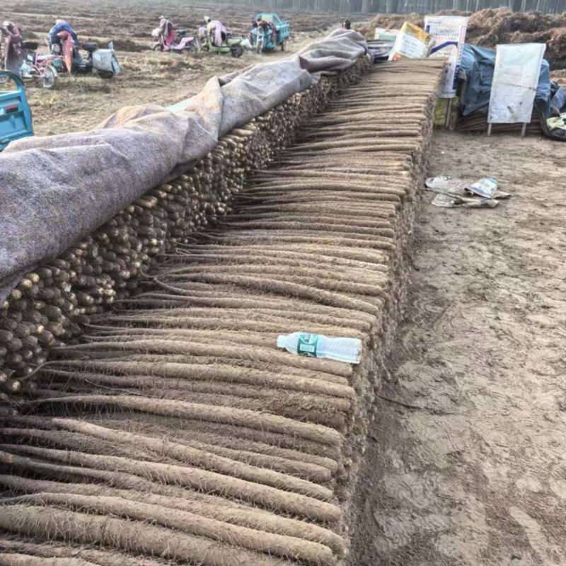 垆土地铁棍山药，产地直发，打捆，网袋各种规格齐全大量供应
