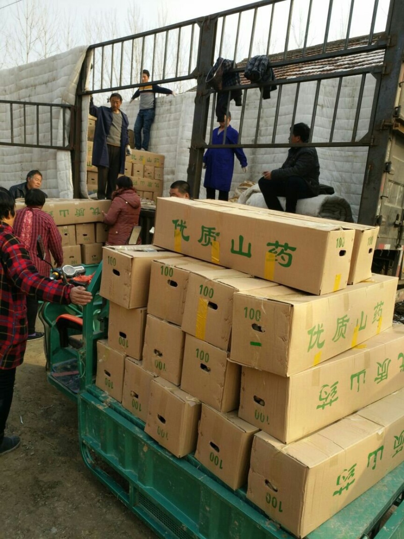 垆土地铁棍山药，产地直发，打捆，网袋各种规格齐全大量供应