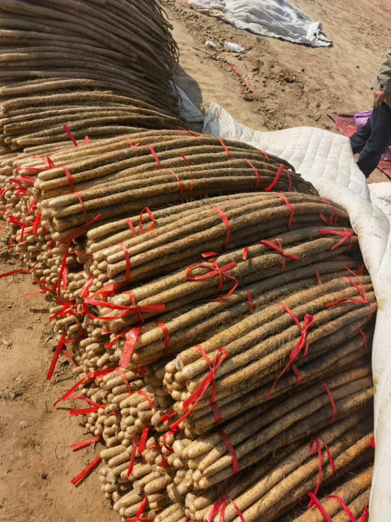 垆土地铁棍山药，产地直发，打捆，网袋各种规格齐全大量供应