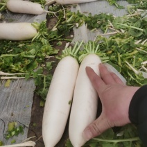 精品白萝卜大量上市货源充足质量保证量大从优
