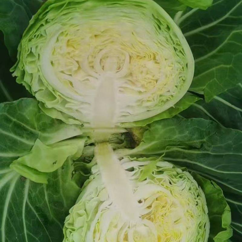 甘蓝，旺旺甘蓝，史特丹支持产地视频看货，都是一手货源！