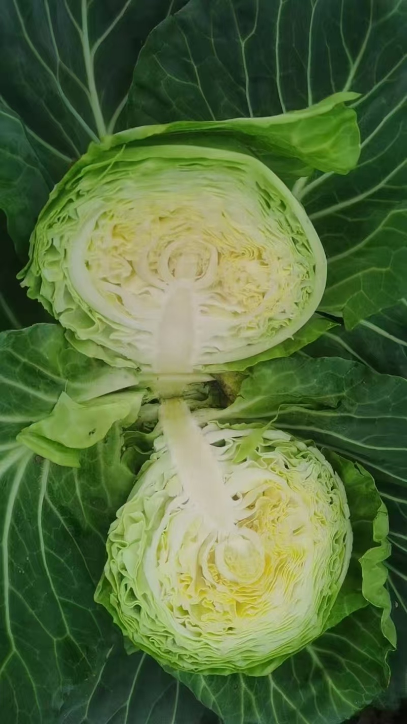 甘蓝，旺旺甘蓝，史特丹支持产地视频看货，都是一手货源！