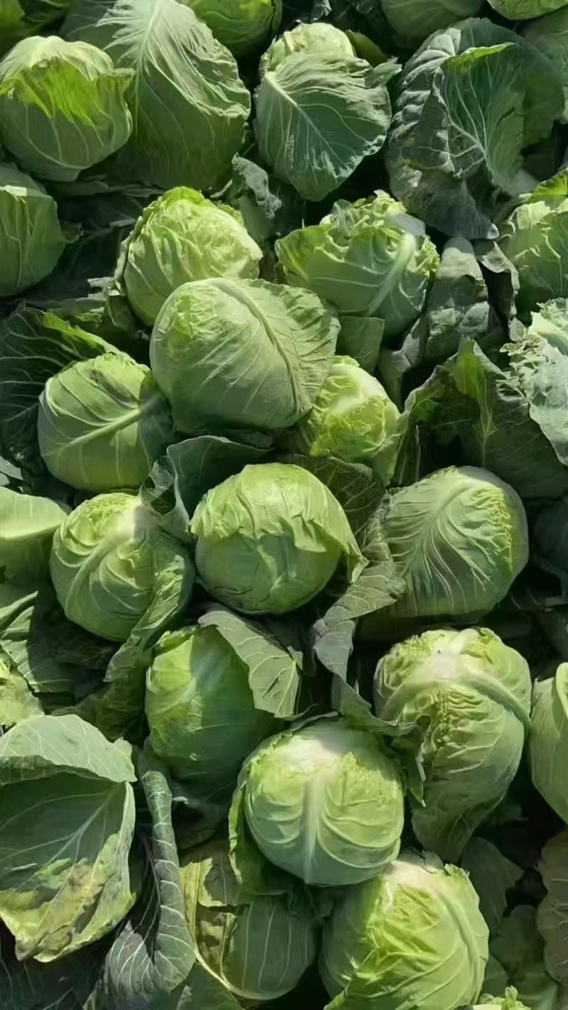 甘蓝，旺旺甘蓝，史特丹支持产地视频看货，都是一手货源！