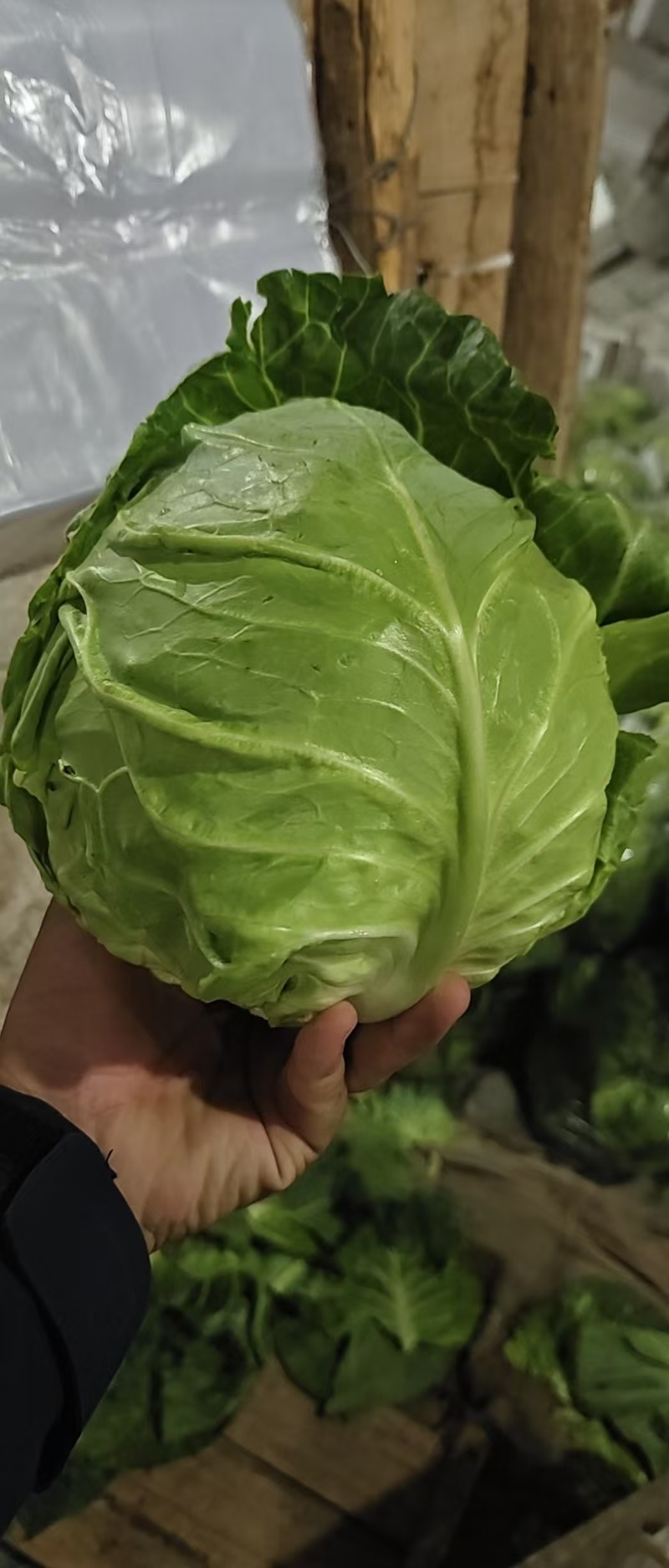 山东聊城冷棚萱甘蓝，大量供应中，专业对接市场，商超