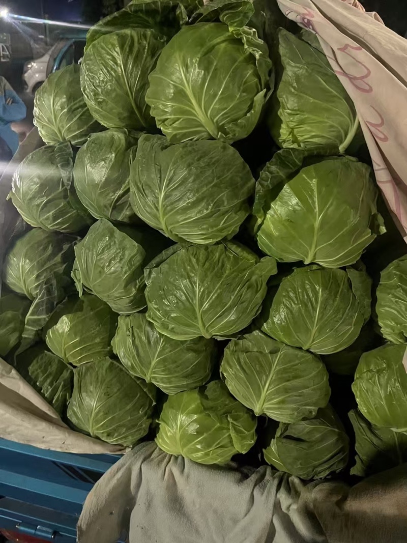 山东聊城冷棚萱甘蓝，大量供应中，专业对接市场，商超