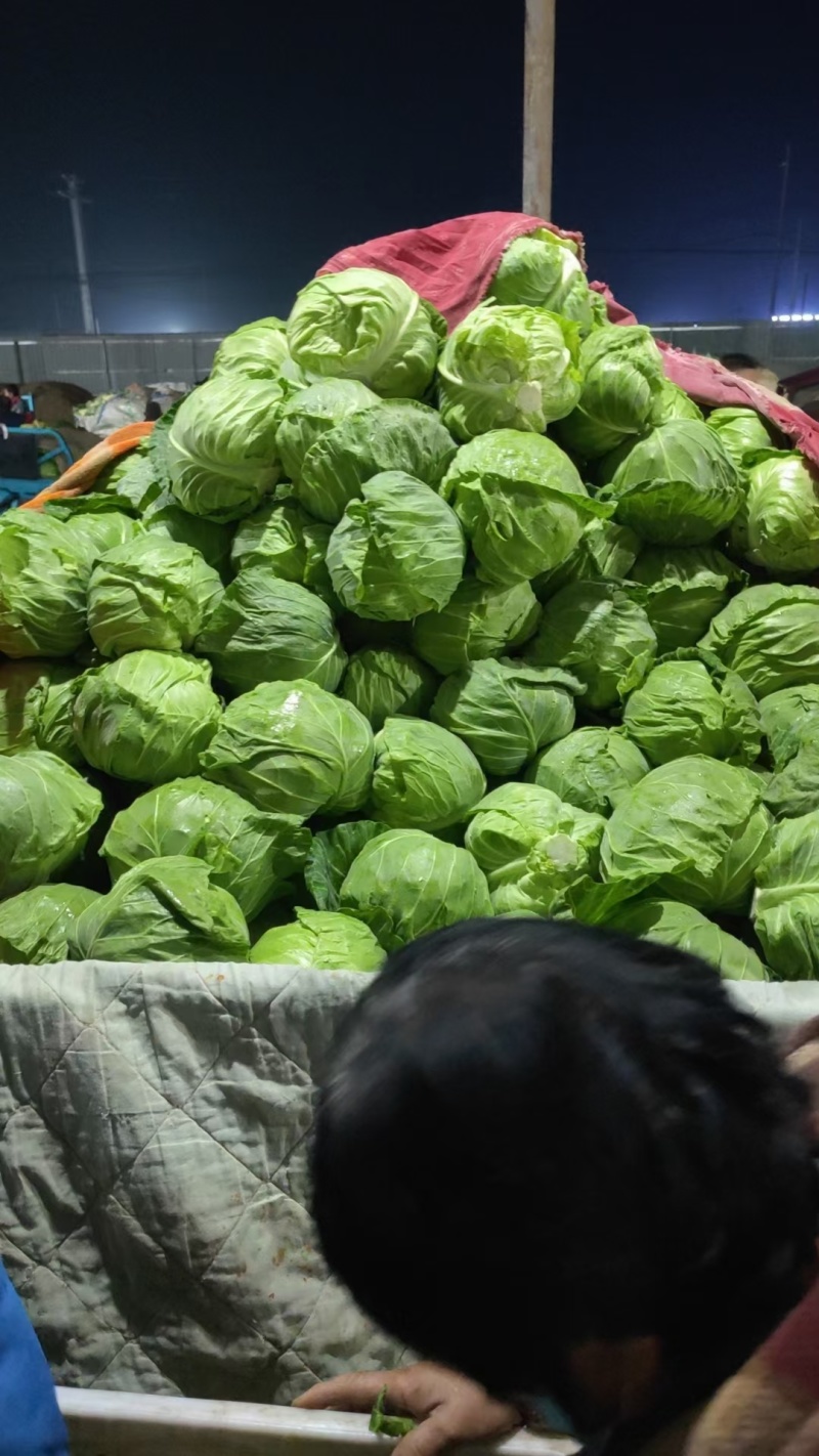 山东聊城冷棚萱甘蓝，大量供应中，专业对接市场，商超