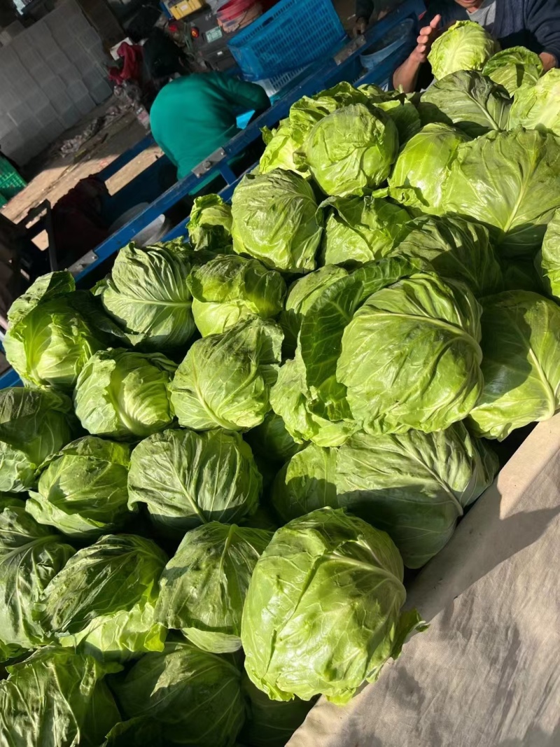 山东聊城冷棚萱甘蓝，大量供应中，专业对接市场，商超