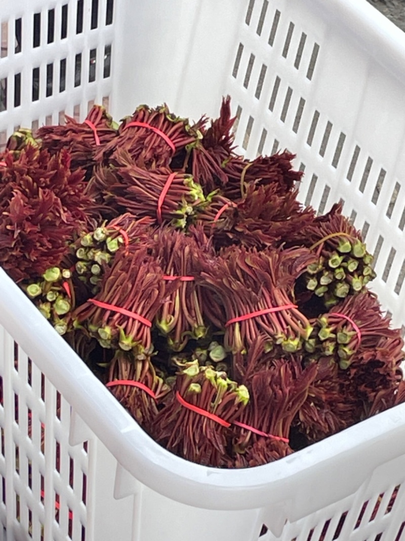 四川省大竹县石河镇红香椿芽种植基地，全国标杆的品质