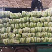河北邯郸精品大白菜黄心白菜大量上市质量优质/诚信经营