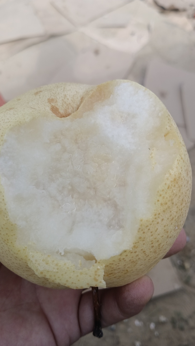 陕西蒲城优质酥梨产区，皮薄肉厚，甘甜多汁，产地直发