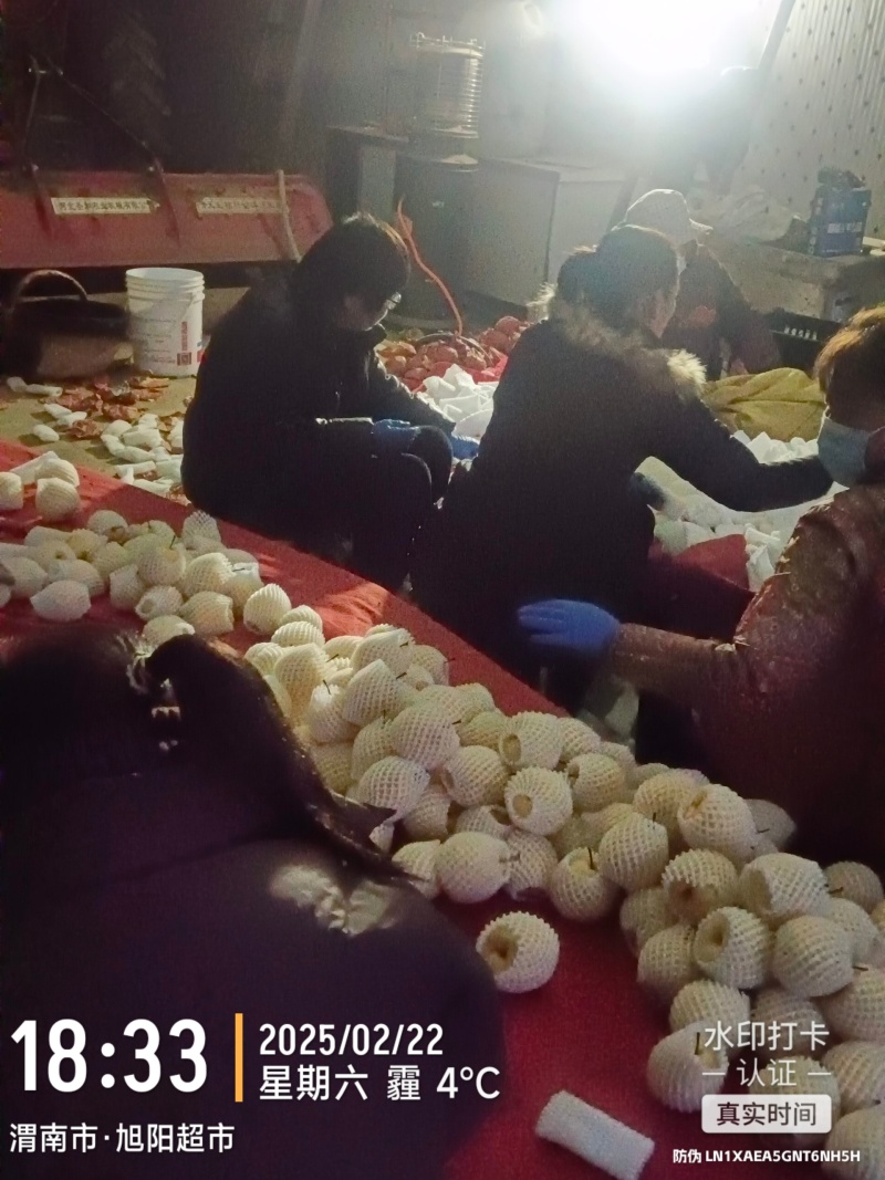 陕西蒲城优质酥梨产区，皮薄肉厚，甘甜多汁，产地直发
