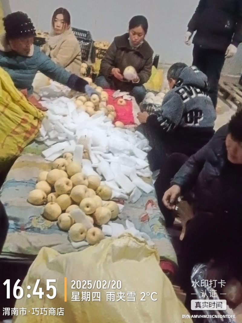 陕西蒲城优质酥梨产区，皮薄肉厚，甘甜多汁，产地直发