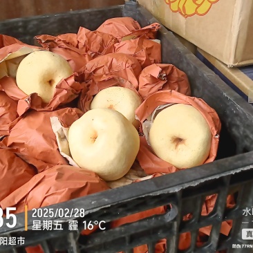 陕西蒲城优质酥梨产区，皮薄肉厚，甘甜多汁，产地直发