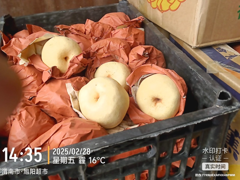 陕西蒲城优质酥梨产区，皮薄肉厚，甘甜多汁，产地直发