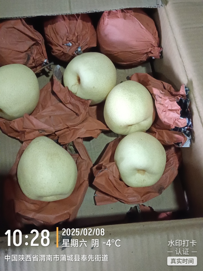 陕西蒲城优质酥梨产区，皮薄肉厚，甘甜多汁，产地直发
