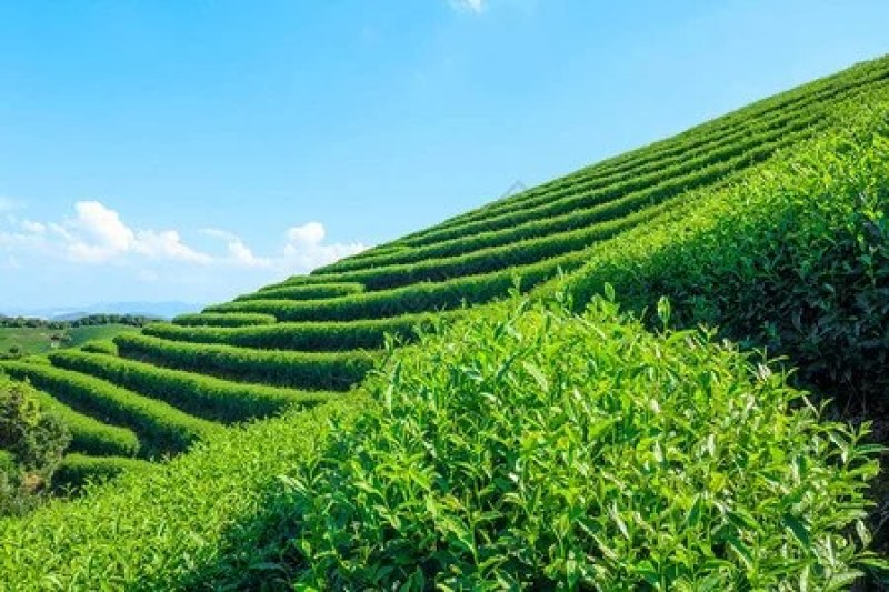 绿茶大量上市，品种多规格齐全，物优价美，欢迎品鉴