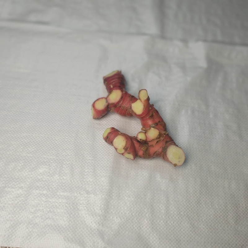 智楷农业南姜