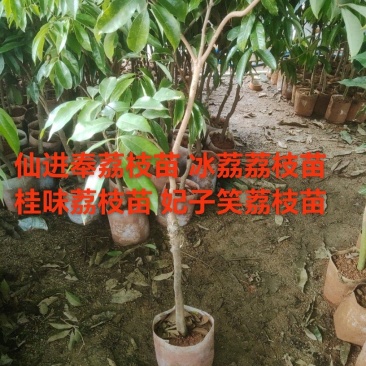 仙进奉冰荔妃子笑桂味荔枝粗1-3公分批发啦