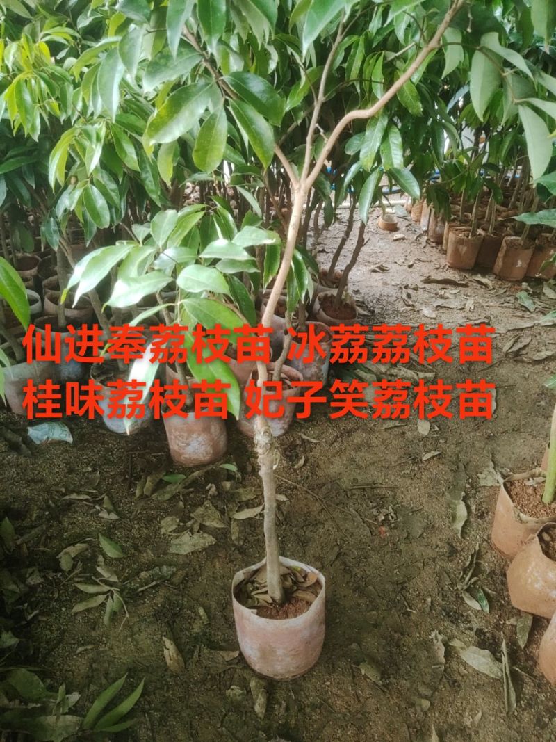 仙进奉冰荔妃子笑桂味荔枝粗1-3公分批发啦