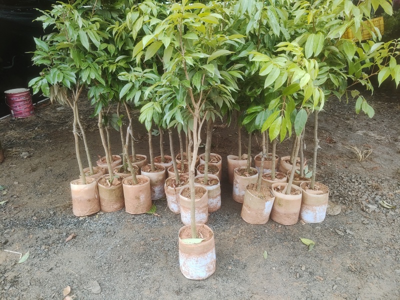 仙进奉冰荔妃子笑桂味荔枝粗1-3公分批发啦