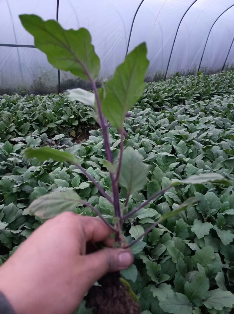 湖南***格茄子苗，烧烤茄，紫红长茄，本地茄