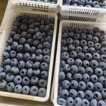 蓝莓山东陆地公爵蓝莓大量上市优瑞卡等批发