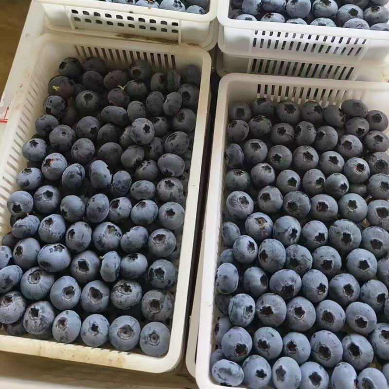 蓝莓山东陆地公爵蓝莓大量上市优瑞卡等批发
